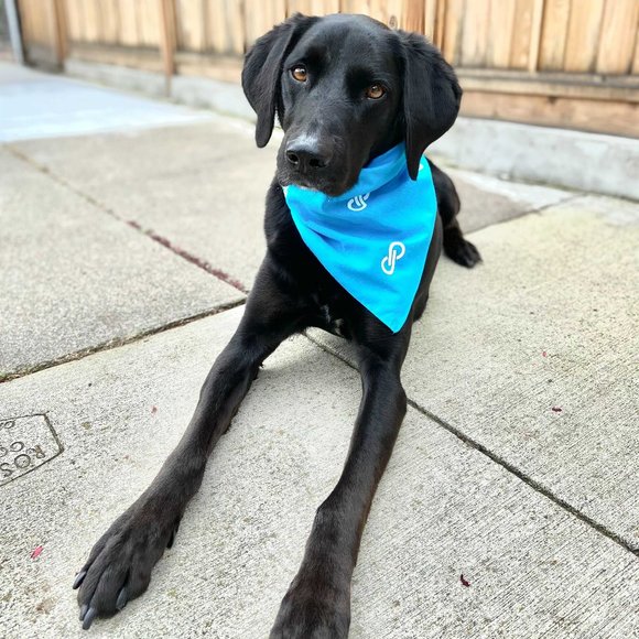 Poshmark Other - 🐶2X•HP!🐶Poshmark Pet Bandana Listing is for ONE (1)